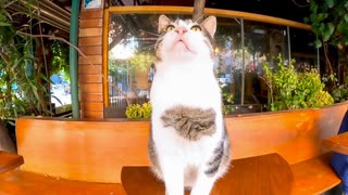 朝の開店前のカフェで待っている猫をナデナデしてきた