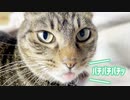 猫のノドからパチパチと破裂音がしたので・・・
