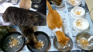 今週のおやつ（本隊）【蒼民家の猫々】