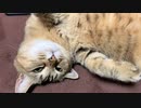 【野良猫】保護は無理かもしれません…