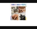 保護ねこの家譲渡会 in 天王寺