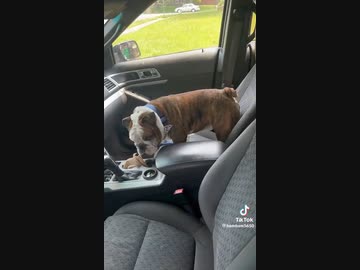 ホモと見る車の中で欲情してクラクションを連打する犬