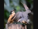 ホモと見る調子に乗って女さんにドン引きされる鳥
