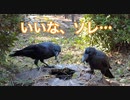 【野鳥観察】枝の奪い合いをするカラスたち