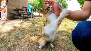 公園で出会った三毛猫ちゃん、ナデナデすると手にしがみついてきてカワイイ