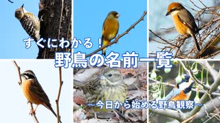 【一覧表示ですぐわかる】野鳥の名前一覧〜今日から始める野鳥観察〜