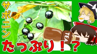 【ゆっくり解説】アマチャヅルの栄養について解説！