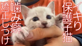 イキり子猫の噛み癖修正のしつけに挑む