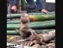 【子猿・救助】芝居がヘタニキその1