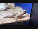 テクテク歩くサカナ！？ロングノーズバットフィッシュ【サンシャイン水族館】