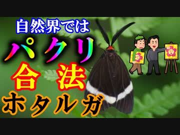 【ゆっくり解説】パクリパクられ、ホタルガを解説