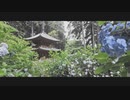 岩船寺のあじさい