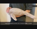 Long Tail Whale xiao ver.