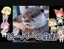 【timberborn】ビーバーとおねーちゃん その4