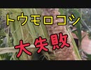 トウモロコシ栽培大失敗しました