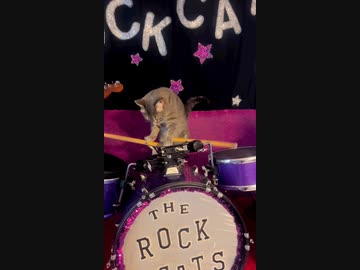 ホモと見る猫バンド