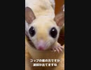 【 #フクロモモンガ 】ちゃんと麦茶飲めてるよ？ #おはモモンガ #蜜袋鼯 #슈가글라이더 #フクモモ #sugerglider #モモンガ #shorts