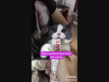 ホモと見るちゅーるが食べたくて禁断症状を起こす猫