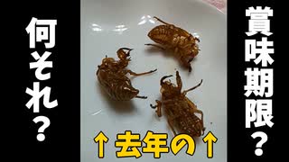 1年前のセミの抜け殻食べてみた