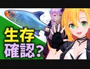 仮水槽が本水槽と化す事象、あるあるですね！
