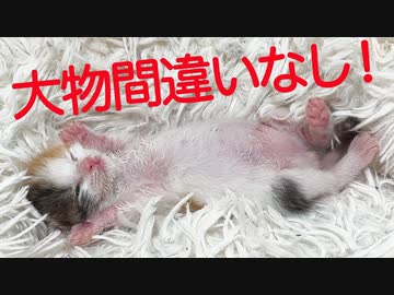 赤ちゃん三毛猫、天才ヘソ天を披露する