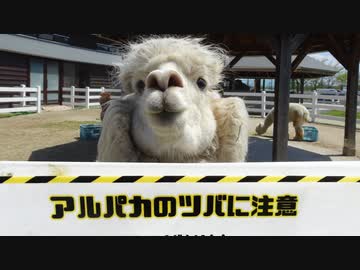 降り鉄の旅 Last Day ～ 新潟よ･･･アルパカよ･･･