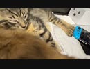 【勇者トロ コメ無】猫　報告。2023年7月1日