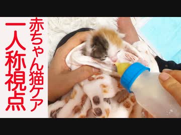 赤ちゃん猫のケアを一人称視点で撮影してみた