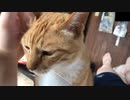 朝のあいさつをする猫