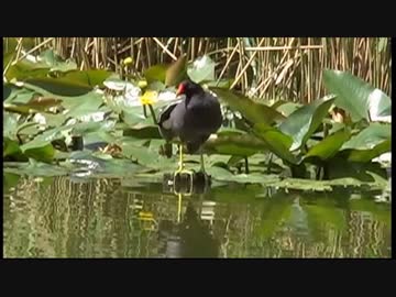 【野鳥観察】 東京都区内の公園に｢バン｣が居た