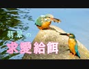 【野鳥観察】翡翠(カワセミ)の求愛給餌