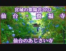 【宮城の紫陽花2023】仙台のあじさい寺 資福寺 2023/07/04