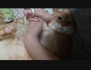 拾いねこ＠生後4017/3984日目　10歳最後の爪切り。