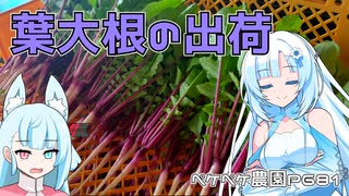 2023年7月5日　農作業日誌P681　葉物野菜の市場への出荷作業って何日振りなんだろう？