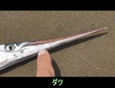 砂浜海岸とその河口の奴等　その1
