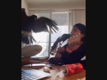 ホモと見る家の中に鳥が入ってきてビビる女