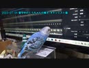 セキセイインコの空(くう)  留守中の様子(ダイジェスト版) 20230705