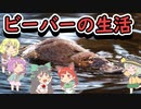 【timberborn】ビーバーとおねーちゃん その5