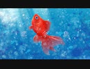 恋金魚 / 橘波なつ希