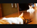 母猫の休憩に叔母猫も付き添う【育児中の一休み】