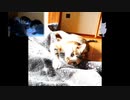 【公開予告】母猫の休憩