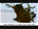 【PCR綿棒】が挿入された鼻腔から成長する昆虫の特徴を持つ腫瘍が発見される2023/07/06