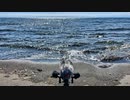 三戸浜 03:13pm（MSステレオ+ABステレオ）