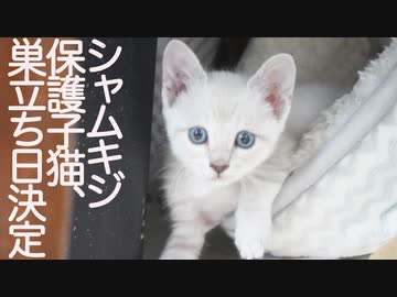 シャムキジ子猫、トライアル巣立ち日が決定する