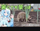 2023年7月7日　農作業日誌P683　ちょっと七夕で記念日なんだけど出荷をしたりしていたら、野生の動物発見したよ