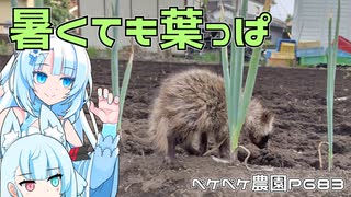 2023年7月7日　農作業日誌P683　ちょっと七夕で記念日なんだけど出荷をしたりしていたら、野生の動物発見したよ