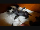 両手広げてお腹を触らせてくれる子猫…実は威嚇だった「そのあと二回蹴られました」
