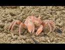 砂浜海岸とその河口の奴等　その3