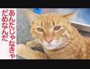 生後4週3670日のベテラン子猫、病院で踏ん張りすぎる