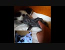 【公開予告】末っ子猫の不可解な行動